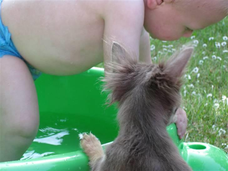 Chihuahua Alladin - Kommer du op af badet nu...? billede 4