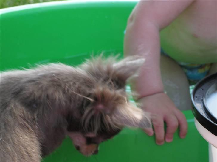 Chihuahua Alladin - Nå ikke... så tror jeg bare jeg osse hopper i... billede 5