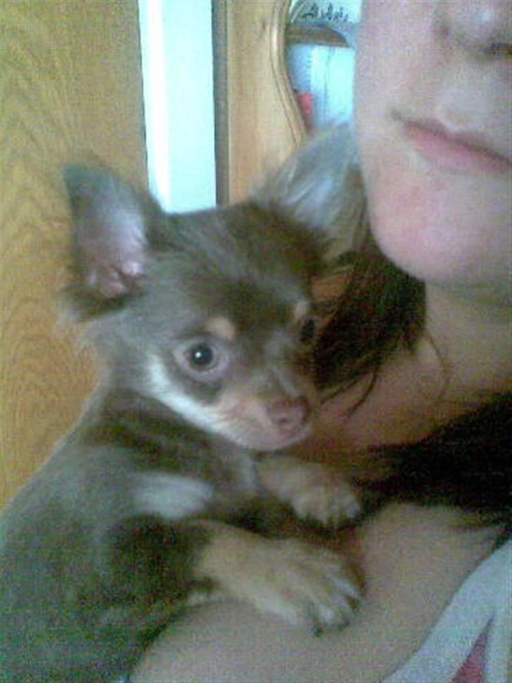 Chihuahua Alladin - her er jeg ved linda, og det er osse en af de første billeder af mig. billede 6