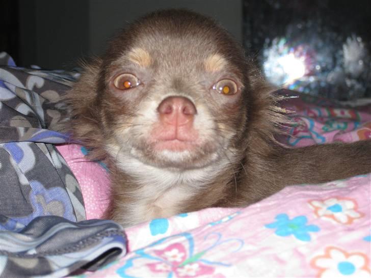 Chihuahua Alladin - MIG der splittede toiletrullen af...??? Næææh nej....... billede 7