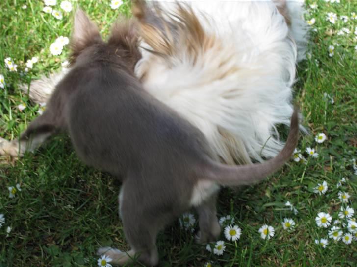 Chihuahua Alladin billede 8