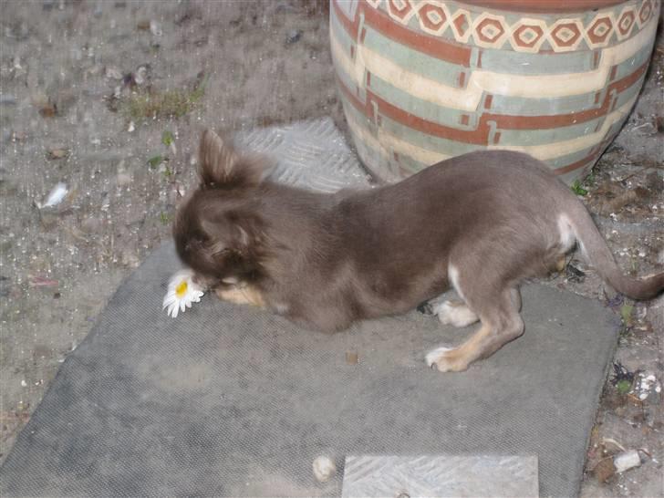 Chihuahua Alladin - En blomst...! Den skal moar osse have... billede 9