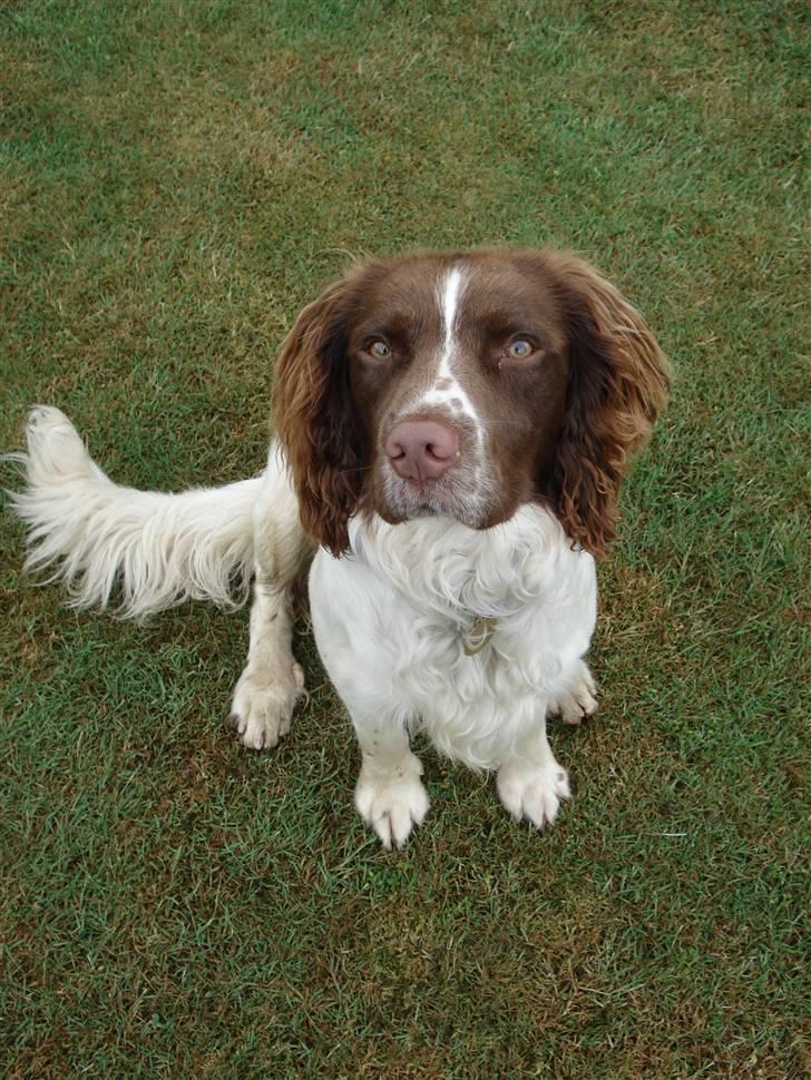Engelsk springer spaniel Montie - Monse billede 2