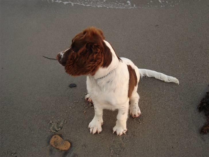 Engelsk springer spaniel Montie - Montie på stranden billede 3