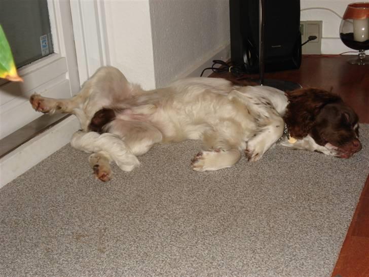 Engelsk springer spaniel Montie - En træt lille vovse billede 4