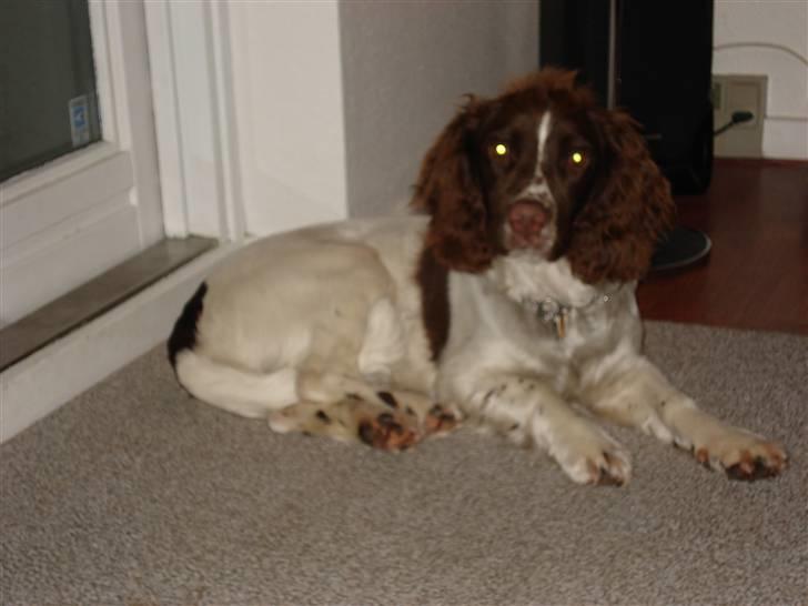 Engelsk springer spaniel Montie - Så sød billede 5