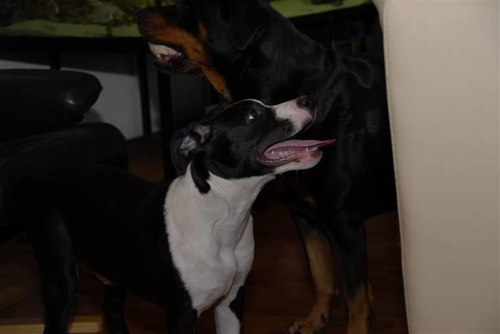 Amerikansk staffordshire terrier Kuno billede 5