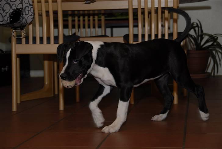 Amerikansk staffordshire terrier Kuno billede 6