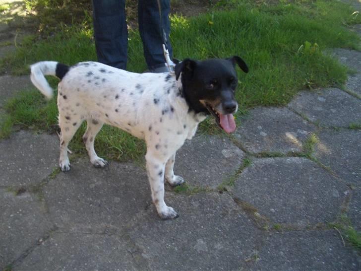 Bullterrier Ecko c",) billede 20