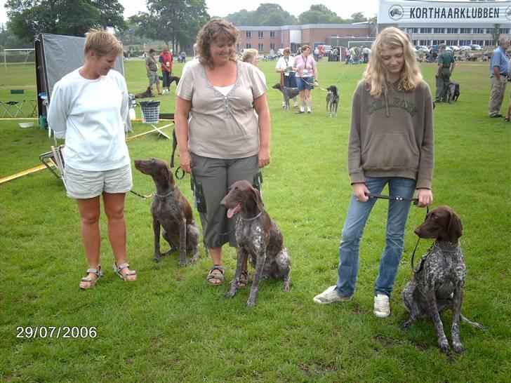 Korthåret hønsehund Emma ( balade mageren) - Emma til højre, de andre 2 hunde er emmas søstre. Se emmas baby look i forhold til hendes søskende ;D billede 19