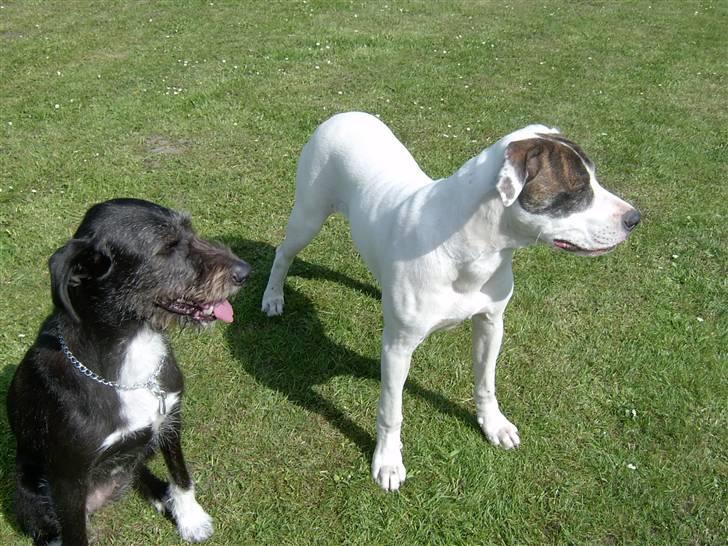 Amerikansk bulldog Nova R.I.P min skat billede 3
