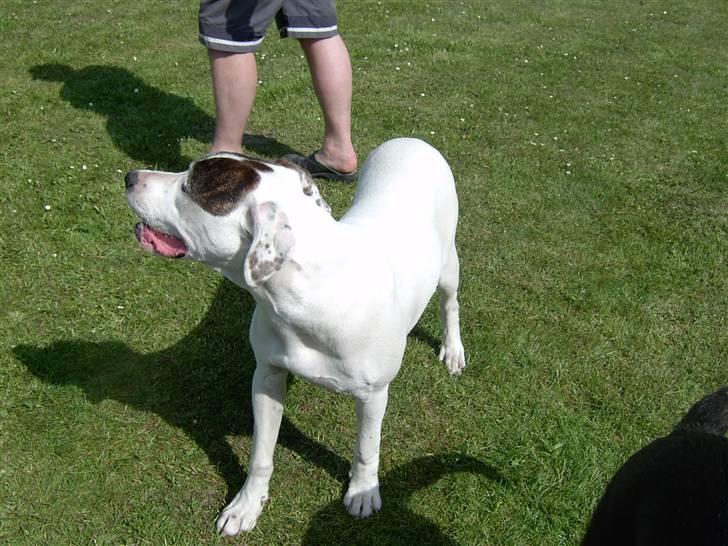 Amerikansk bulldog Nova R.I.P min skat billede 4