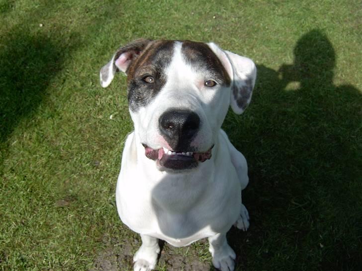 Amerikansk bulldog Nova R.I.P min skat - Jeg venter STADIG på den kiks billede 6