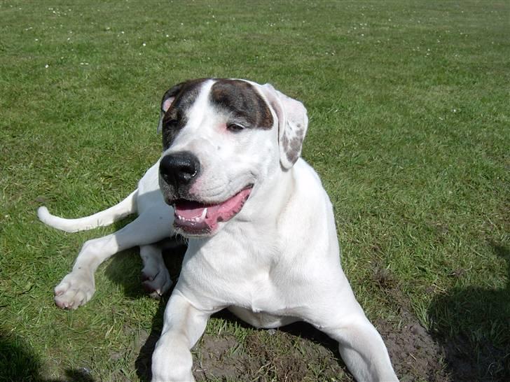 Amerikansk bulldog Nova R.I.P min skat - Ligger lige og nyder solen billede 8