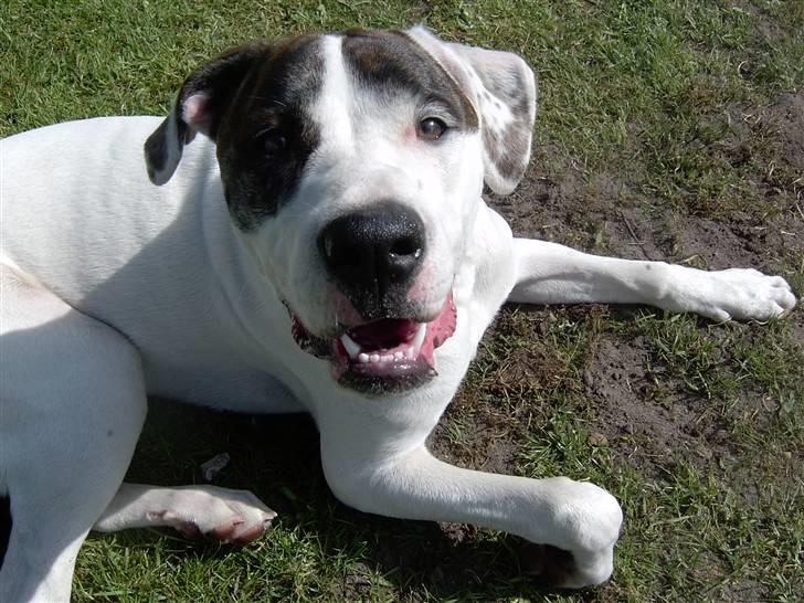 Amerikansk bulldog Nova R.I.P min skat - Hvaa mor, blev det til noget med den kiks????? billede 9
