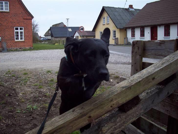 Blanding af racer (Formel1) Sussie billede 19