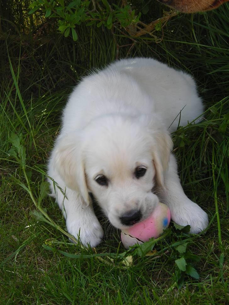 Golden retriever Nova - Den her er da bare for go og så siger den en sjov lyd.. hi hi billede 3