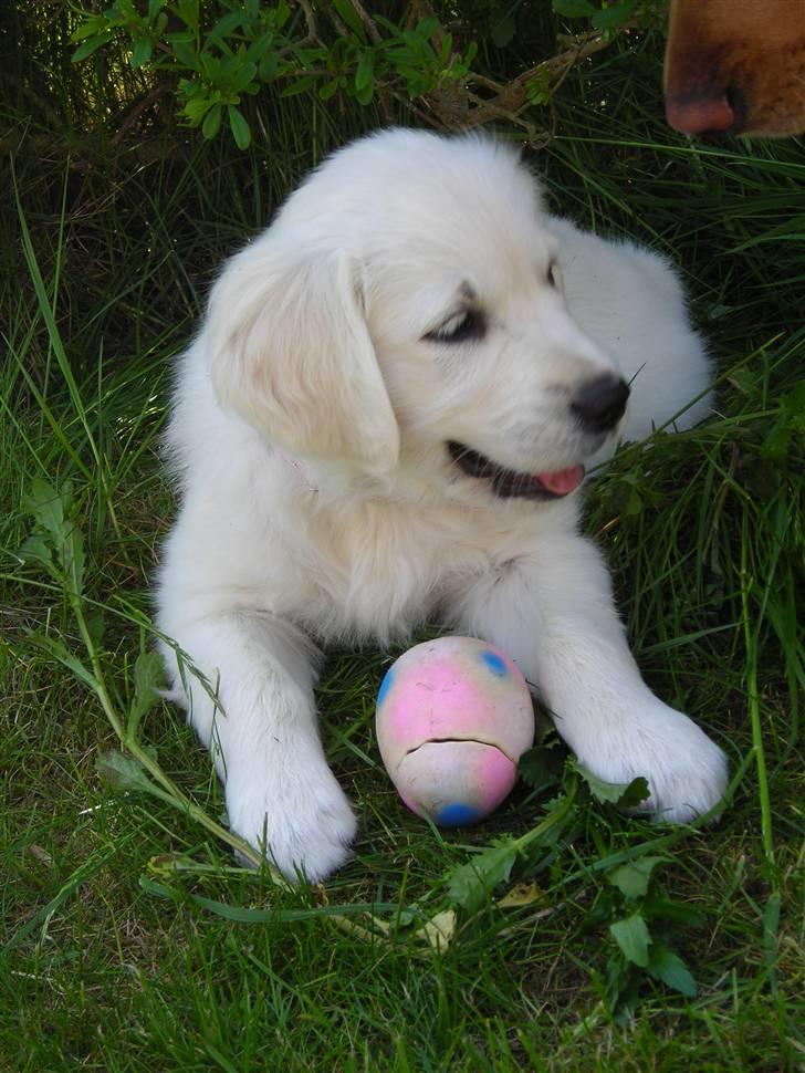 Golden retriever Nova - Jahr er den ikke bare fin? billede 4
