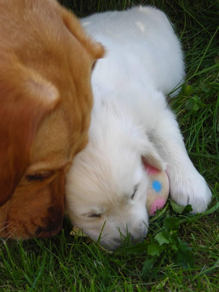 Golden retriever Nova - Mig og min store søster Freia billede 5