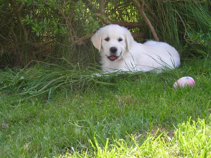 Golden retriever Nova - Håber ikke, at der er nogen, der kan se, at jeg laver ballade? billede 6
