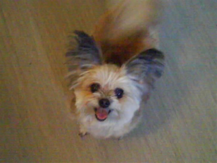 Blanding af racer Tulle R.I.P 12/3- 2009 - Efter jeg havde kradset moster 1000 gange på benet, gad hun endelig at tage et billed af mig:) billede 11