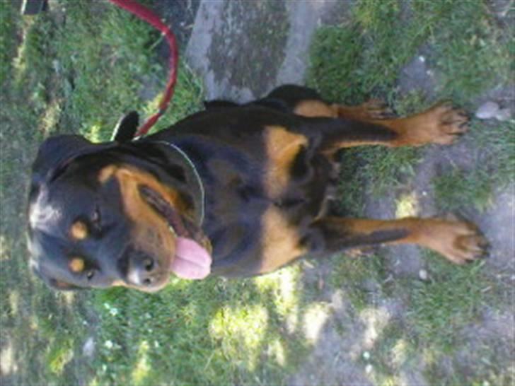 Rottweiler freja død 9/7-08 billede 19