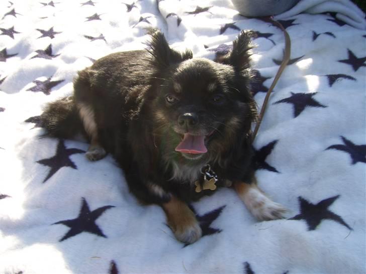 Blanding af racer Mulle RIP 07/02-2012 - ja ja jeg skal nok ligge stille.. hehe billede 5