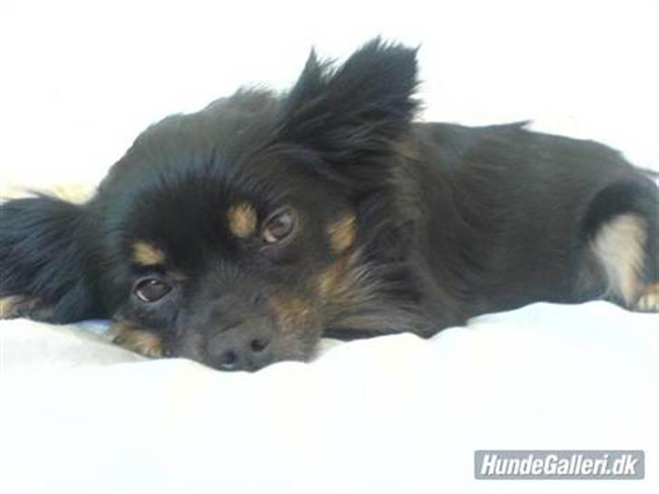 Blanding af racer Mulle RIP 07/02-2012 - godnat igen:) billede 8