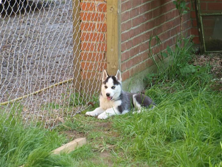 Siberian husky Lappland Dream Bandit billede 1
