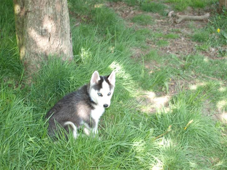 Siberian husky Lappland Dream Bandit billede 2