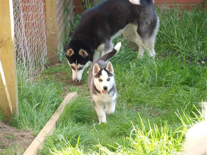 Siberian husky Lappland Dream Bandit billede 3