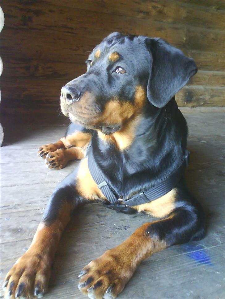 Rottweiler Luna (2008-2008) - på vestereng 17 august. nu er jeg 1/2 år... billede 3