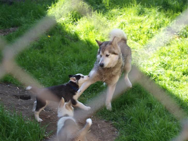 Siberian husky Lappland Dream Bandit billede 4