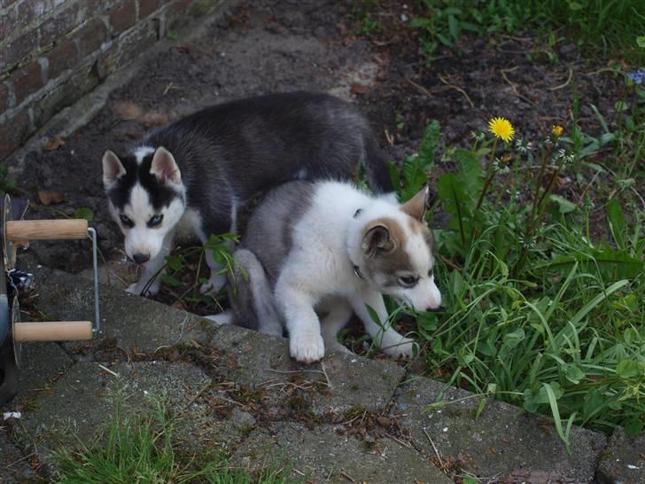 Siberian husky Lappland Dream Bandit billede 5