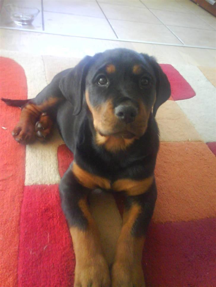 Rottweiler Luna (2008-2008) - luna 11 uger vejer 9 kilo billede 4