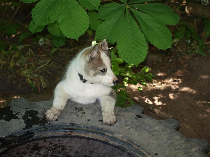 Siberian husky Lappland Dream Blaze billede 1