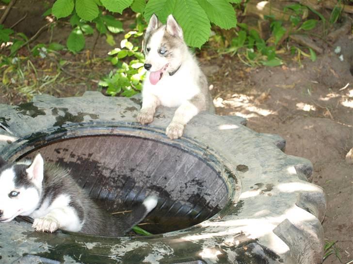 Siberian husky Lappland Dream Blaze billede 2