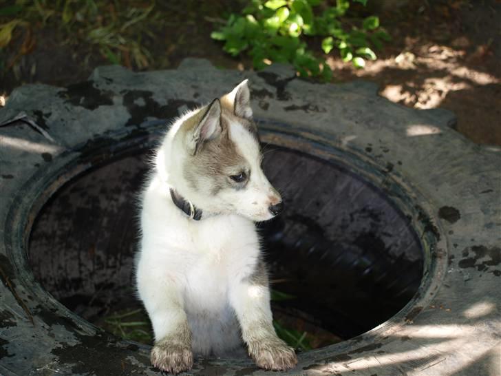 Siberian husky Lappland Dream Blaze billede 3
