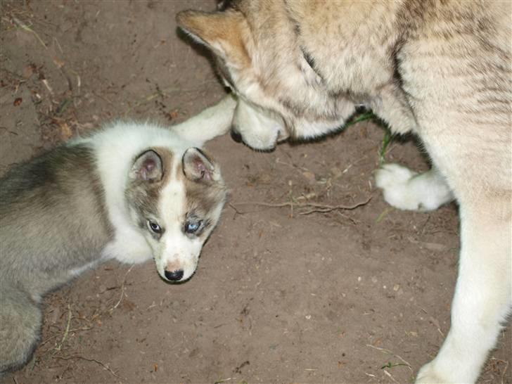 Siberian husky Lappland Dream Blaze billede 4