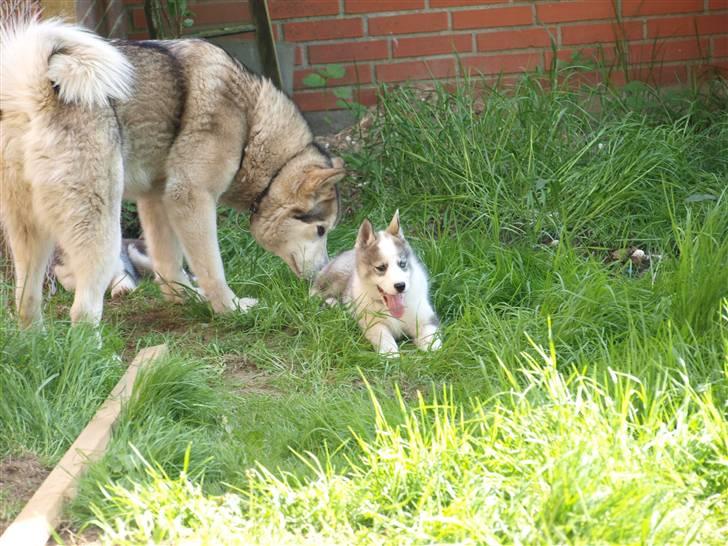 Siberian husky Lappland Dream Blaze billede 5