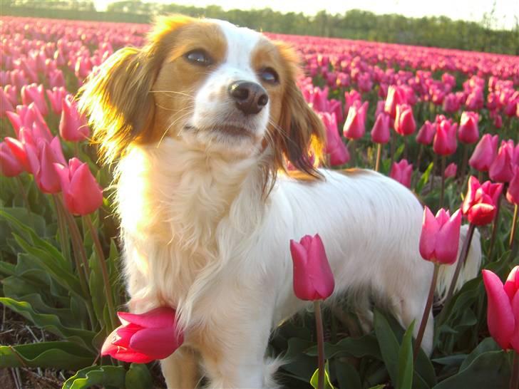 Kooikerhondje Fenja - Hun stammer fra Holland. Født i sommeren 2006. billede 1