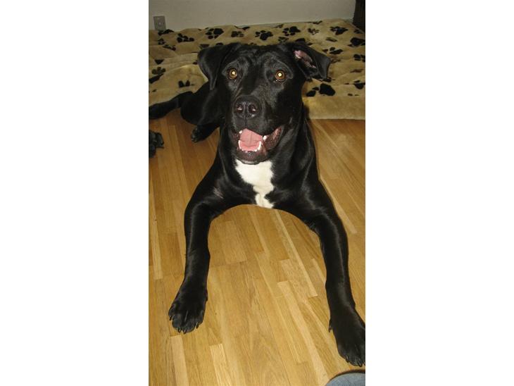 Blanding af racer Shiva R.I.P 11/6-08 - Hej, jeg er Shiva :) billede 1