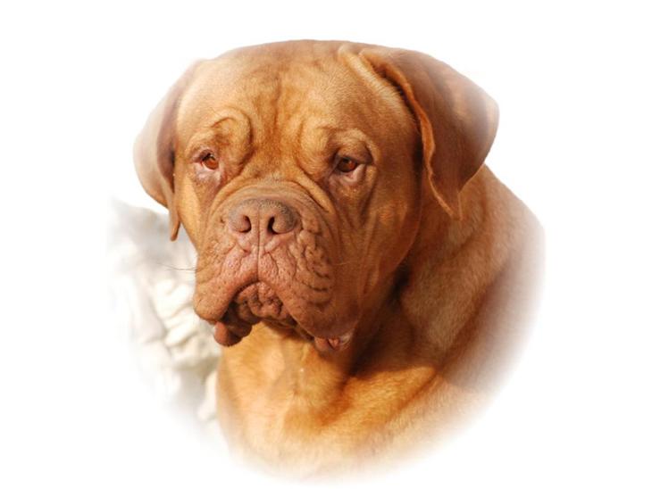 Dogue de bordeaux Den røde tønde, Rosita. R.I.P. billede 1