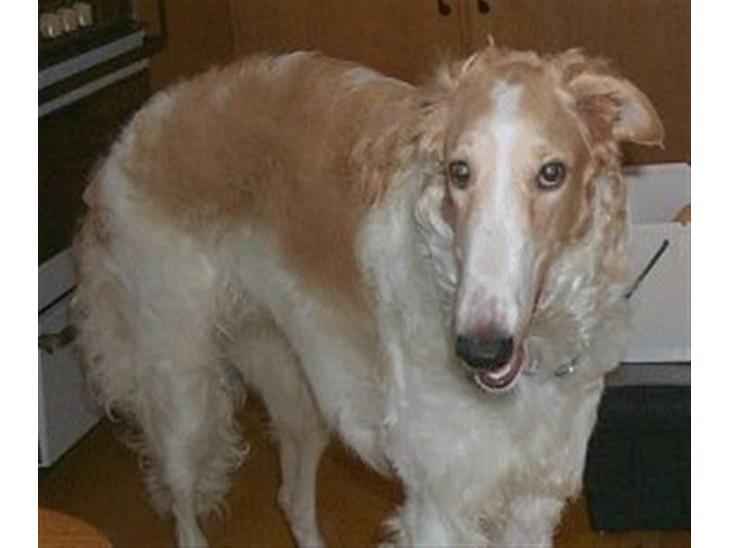 Borzoi Danilov of Zarina - Flere Foto på vej billede 1