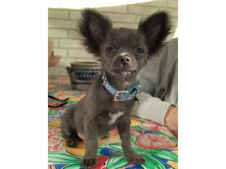 Chihuahua  ~ Lupo ~ - ~ Lupo ~ billede 1