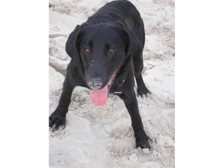 Labrador retriever Ringo - Bingo på stranden :p billede 1
