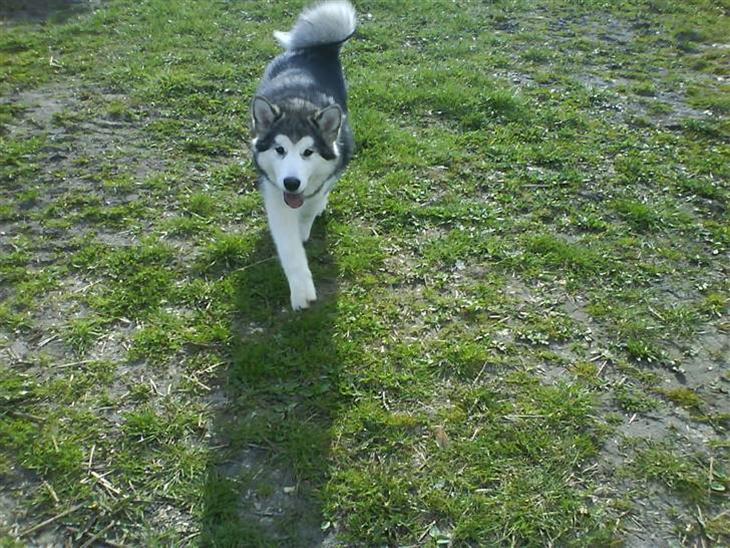 {{currentPhoto.altText}} billede {{currentPhoto.number}}