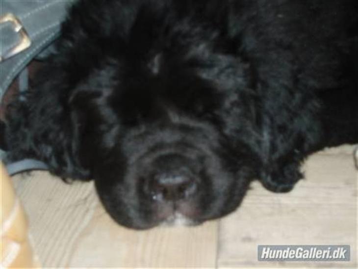 {{currentPhoto.altText}} billede {{currentPhoto.number}}