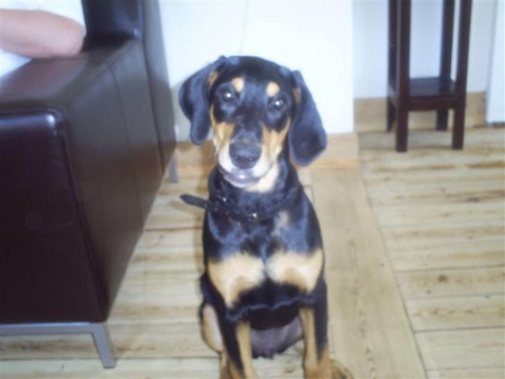 {{currentPhoto.altText}} billede {{currentPhoto.number}}