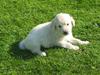Golden retriever Mille